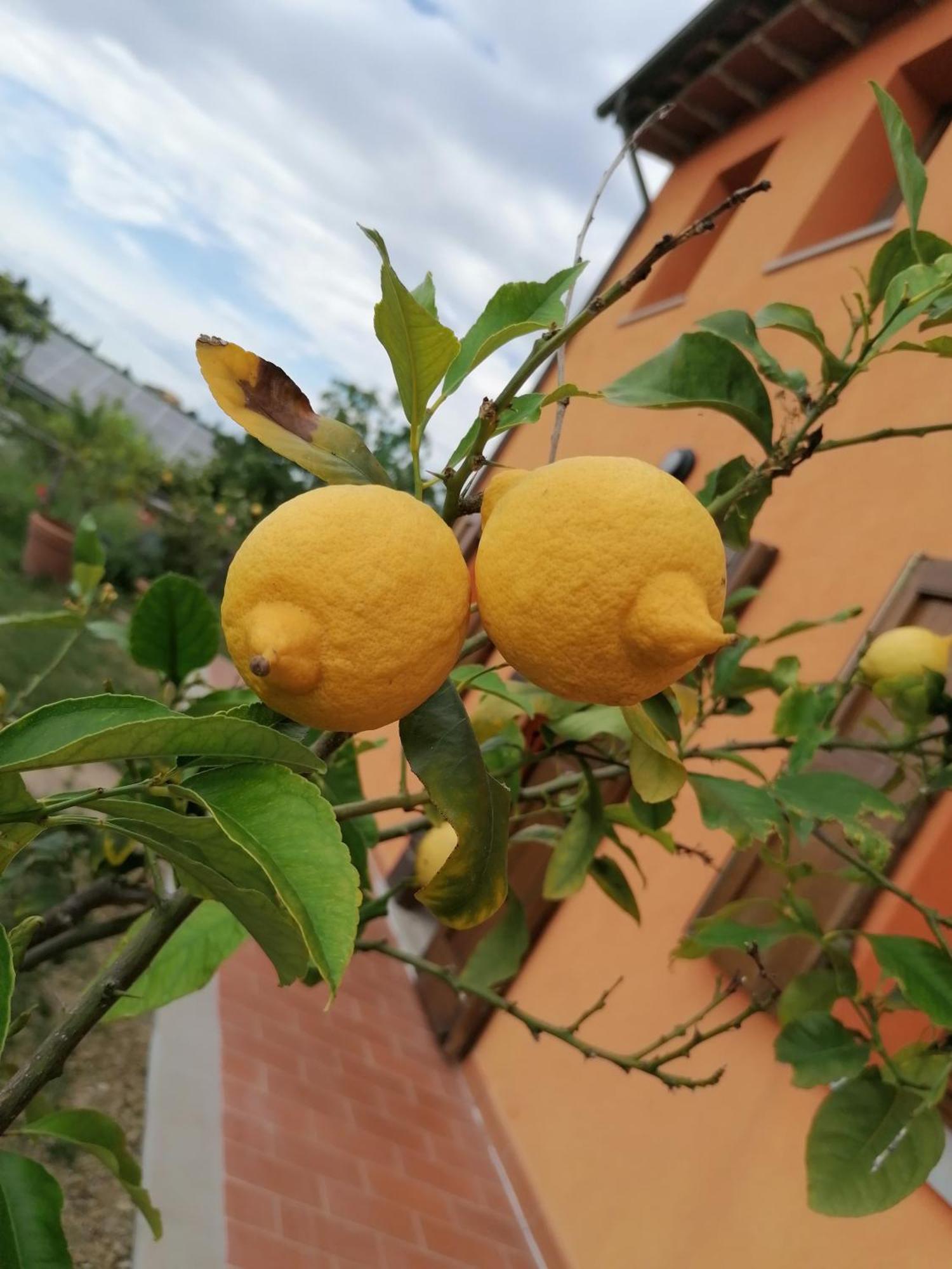 Agriturismo Borgo Stella مونتيزبيرتولي المظهر الخارجي الصورة