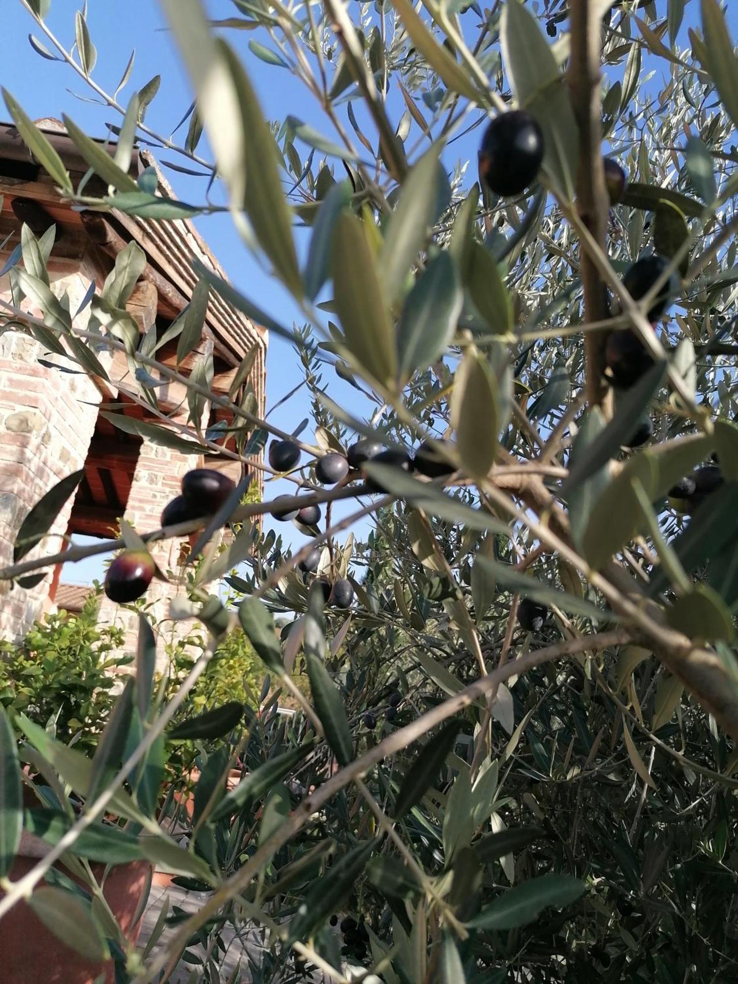 Agriturismo Borgo Stella مونتيزبيرتولي المظهر الخارجي الصورة